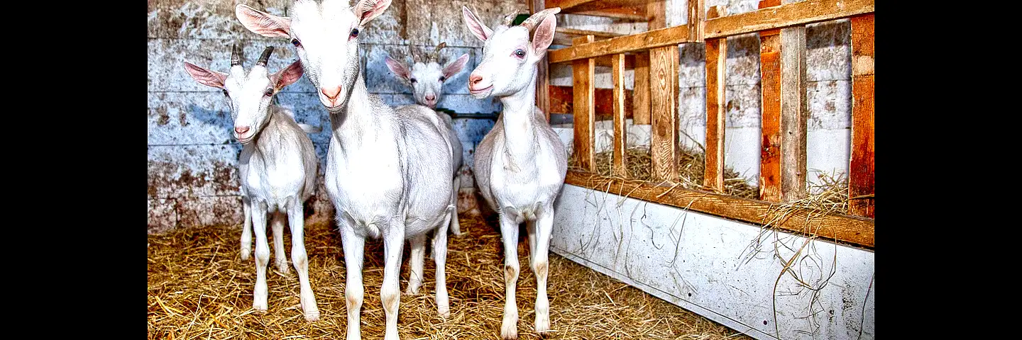 Giragustando a Sirone - 2015