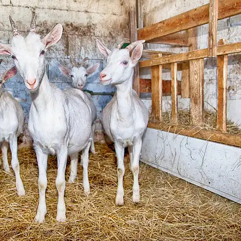 Giragustando a Sirone - 2015